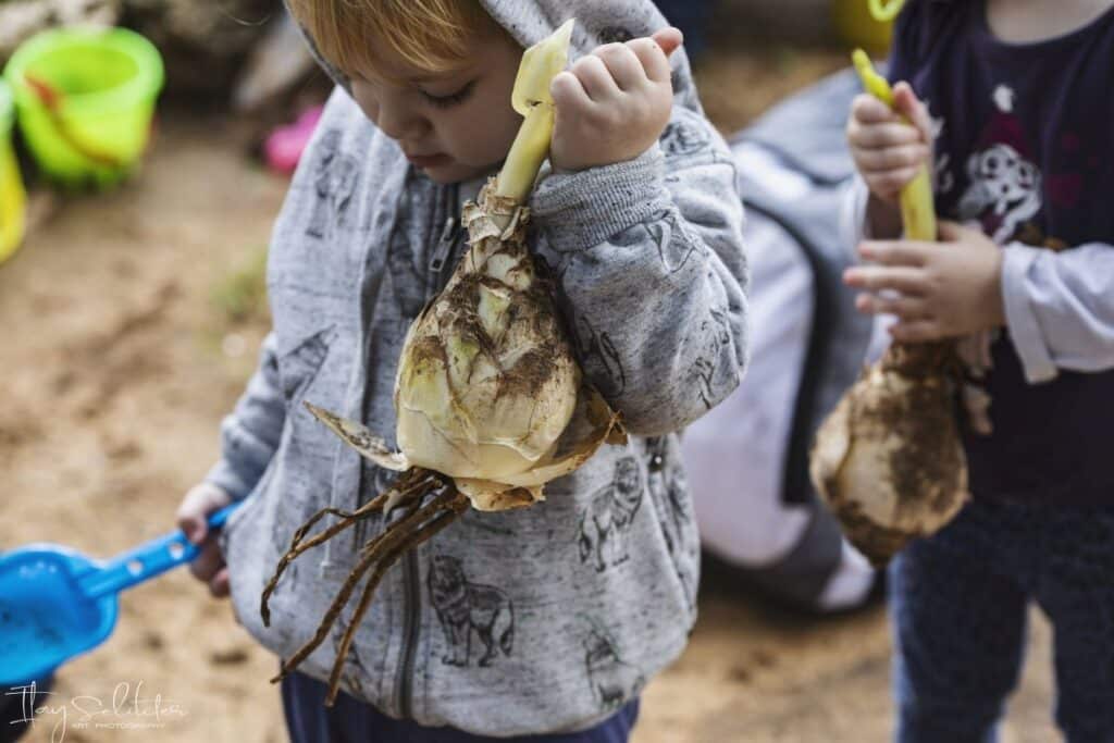 ילד קטן סוחב פקעת גדולה