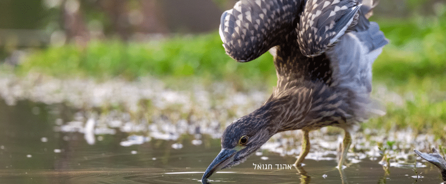 אנפה צעירה שותה מים משלולית בתנוחה מצחיקה שנראה שהיא מרימה רגליים למעלה