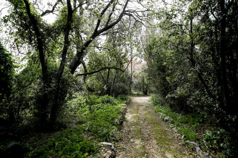 שביל הליכה סבוך בין העצים
